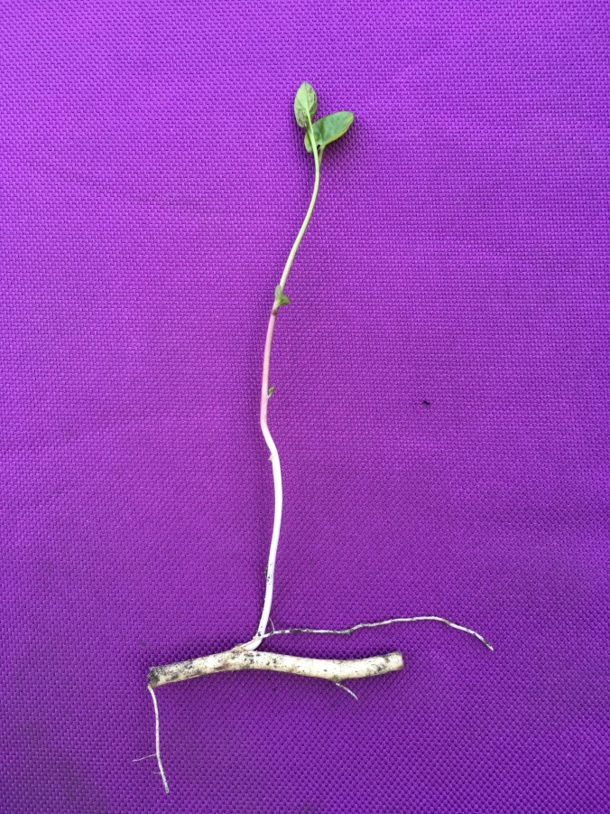 A piece of bindweed root about an inch (2cm) long and the plant that has grown from it