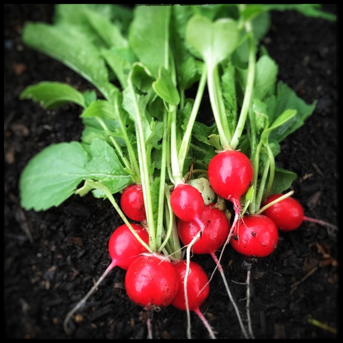 A bunch of Scarlet Globe radishes