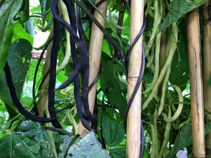 Purple and yellow climbing French beans growing up bamboo canes