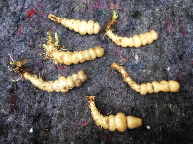 Six Chinese artichoke (Stachys affinis, also known as crosses) tubers on the bench